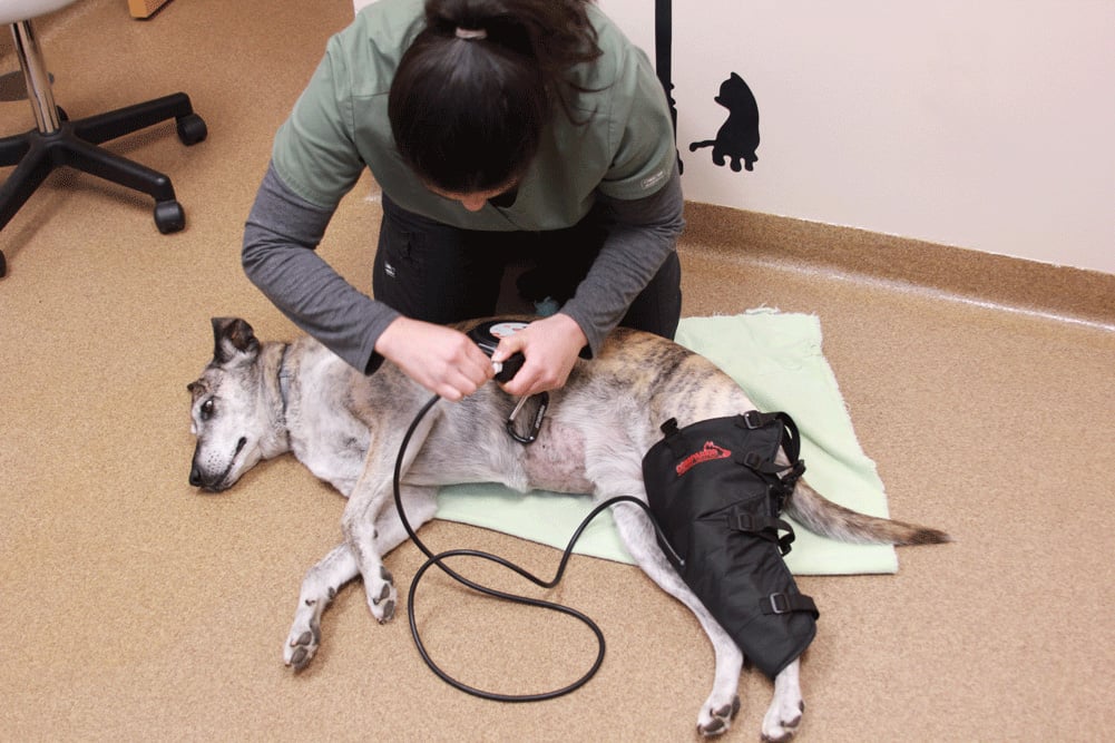 Cryotherapy for Dogs Cold Compression Companion Animal Health