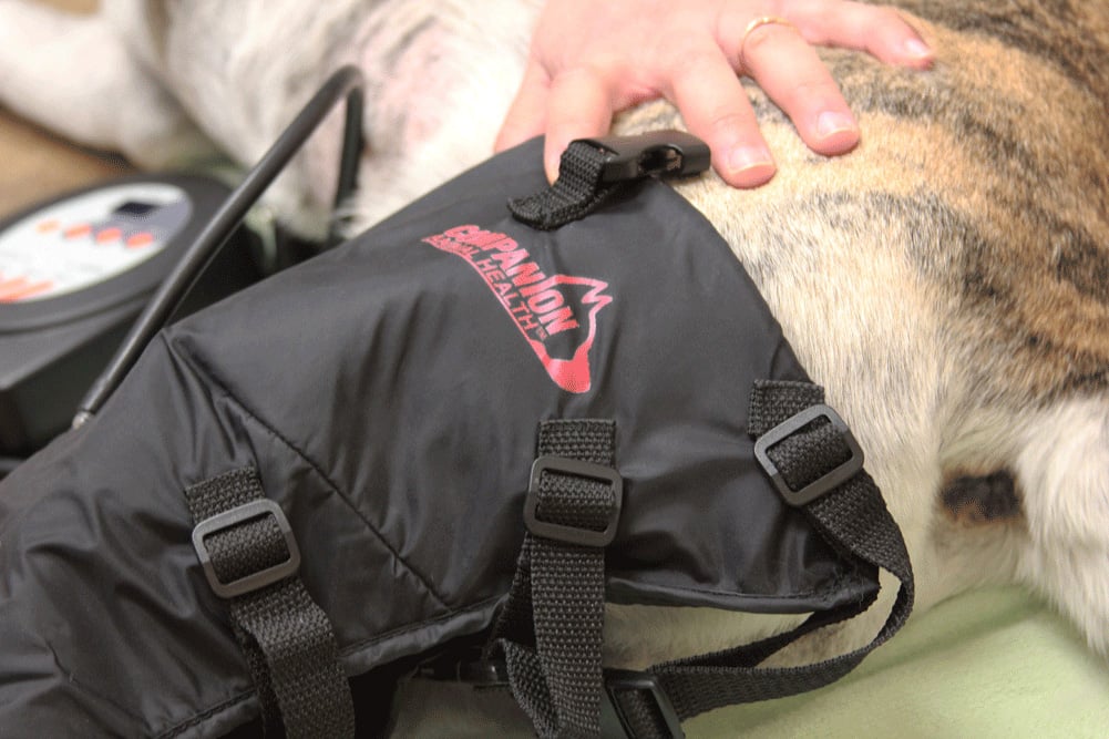 Cryotherapy for Dogs Cold Compression Companion Animal Health